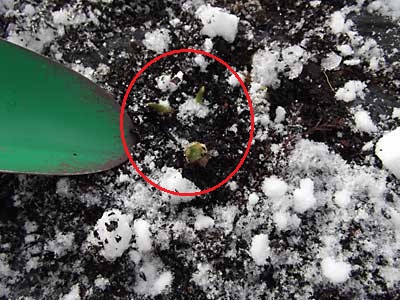 雪の下の行者ニンニクです。