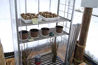 １月５日から加温をはじめた山菜たちです。