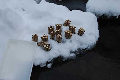 雪が小降りになったので、水かえをしました。