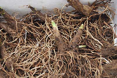1月１１日に掘っておいた行者ニンニクを植え替えて軟白化開始です。