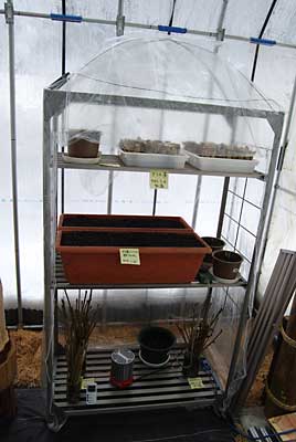 簡易ハウスに入れて１５℃で加温します。