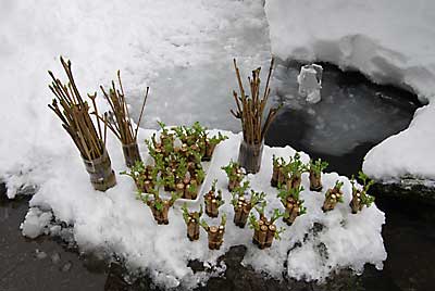 山菜の水替えをしました。