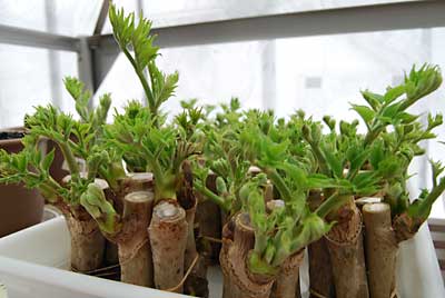タラの芽は、もうすぐ食べ頃かな？