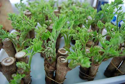 ようやく促成栽培のタラの芽を販売する準備が出来ました。