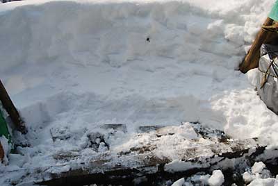 雪に埋めておいた山菜を掘り出しました。