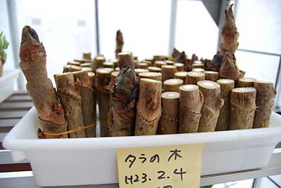 タラの木を１１０本ほど追加しました。