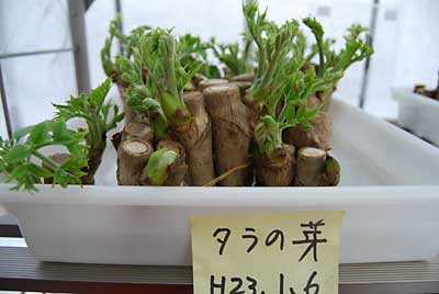 １月６日に促成栽培を開始したタラの芽も食べ頃です。