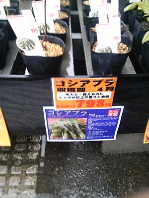 昨年は見かけなかったコシアブラの苗木が売っていました。