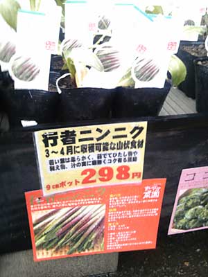 おなじみの行者ニンニクです。