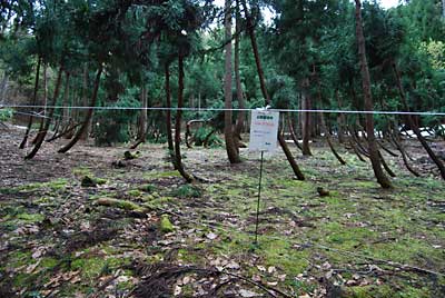 この杉林は、ワラビ畑です。