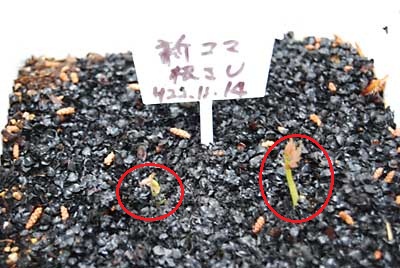 昨年の秋に「根挿し」しておいたタラの木（新駒）の芽が出はじめました。
