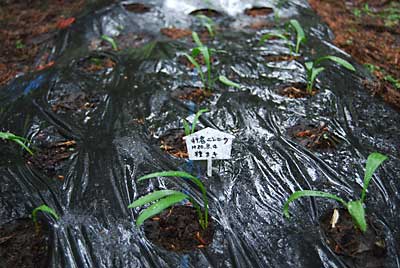 これは３年前に植えた行者ニンニクです。