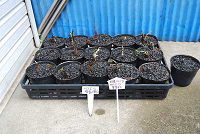 雪室から出して来た行者ニンニクをポットに植え替えました。