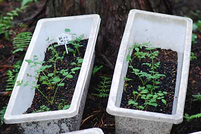 昨年の１１月に挿し根したタラの木（新駒）が発芽しました。