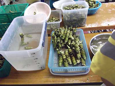 とってもおいしそうなワサビです。