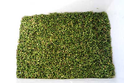 種は、このくらい採れました。厚さが５ｃｍくらいあります。
