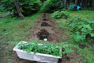 ついでに、タラの木の苗も定植しました。