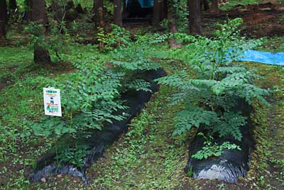 昨年の８月に定植したタラの木は、もうこんなに大きくなりました。