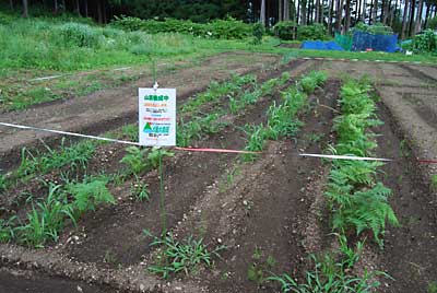 夕方、増殖用ワラビ畑の草取りをしました。