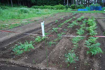 草取り完了。