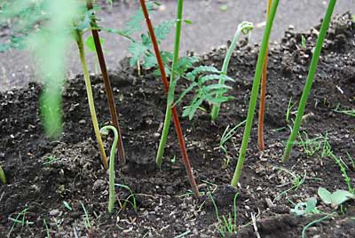草取りしながら良くみると小さいワラビの芽が出始めていました。