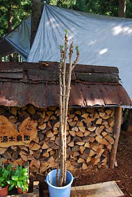 こちらは、タラの木です。