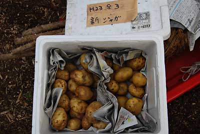 ８月３日に入れた新ジャガですが、少しは甘くなったでしょうか？？