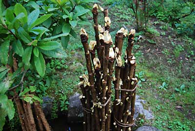 タラの木も、カビ等を洗い流してから池の流水にいれて育ててみます。