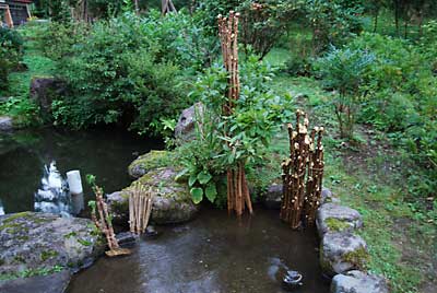 池の流水にセットしたコシアブラとタラの木です。