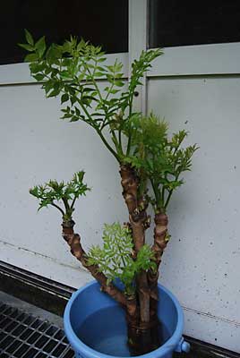 明日の軽トラ市に展示しようと思ったタラの芽です。