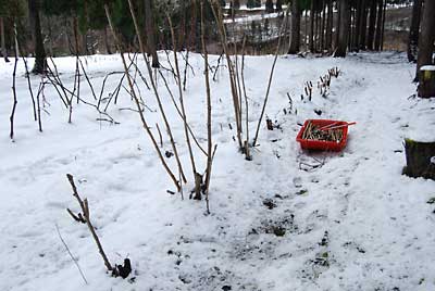 タラの木は、一年でこの大きさになってしまいます。