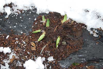 雪の下の行者ニンニクは、青々として春を待っているようです。
