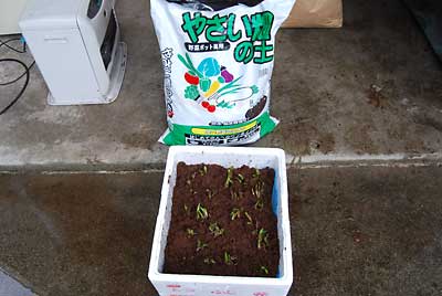 ピートモスの上には、野菜専用の市販の土をかぶせます。