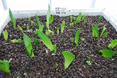 茎の下の部分から収穫すると枯れてしまうので葉っぱだけ収穫しました。