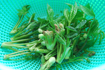 促成栽培をしたコシアブラとタラの芽（少々）を天ぷらにして食べてみることにしました。