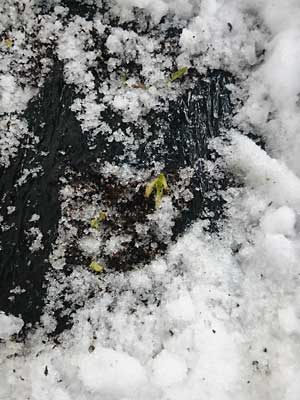 雪の下から出てきた行者ニンニクです。