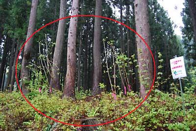 猿には、看板は無意味です。（泣笑