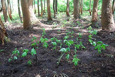 約７０本ほど杉林の中に定植しました。