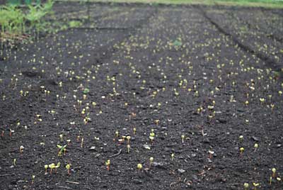 雨のせいか、２２日に種まきした蕎麦の芽が出始めました。