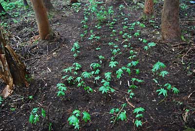 杉林に定植したモミジガサが元気になりました。
