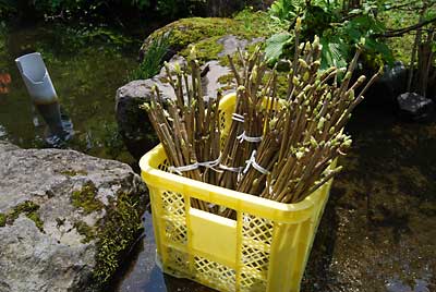 発芽させるため、池の水に浸けました。