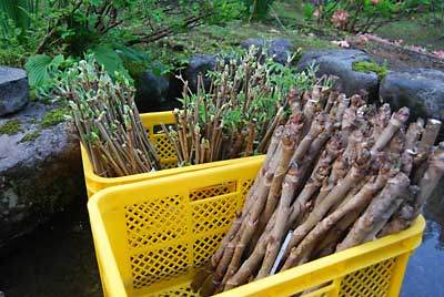 雪室貯蔵のタラの木とコシアブラの芽は順調に成長しています。