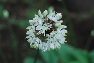 行者ニンニクの花が咲き始めました。