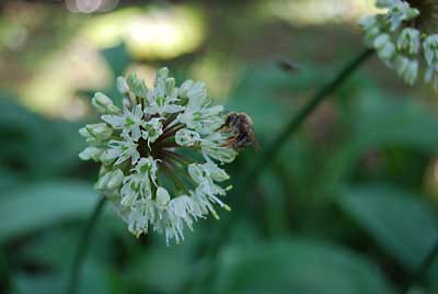 蜜蜂たちが蜜集めに大忙しです。