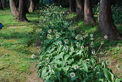 行者ニンニクの花がみごとです。
