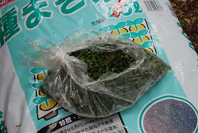 冷蔵庫に保管しておいた５００ｇ（約６，０００粒）の種です。