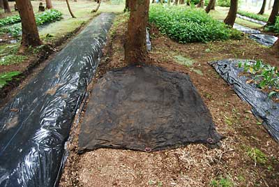 大雨で畑の土が流れ出さないよう黒のアミを被せて種まき完了です。