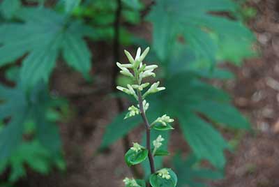 モミジガサの花がもうすぐ咲きそうです。