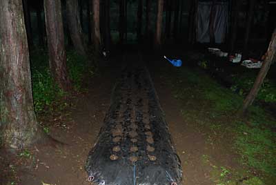 ２１６株×３芽（１株平均）で６４８芽、植替えしました。