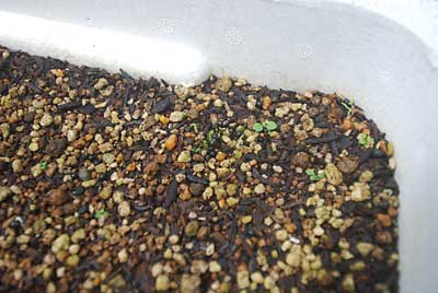 トロ箱の一部の種が発芽しました。